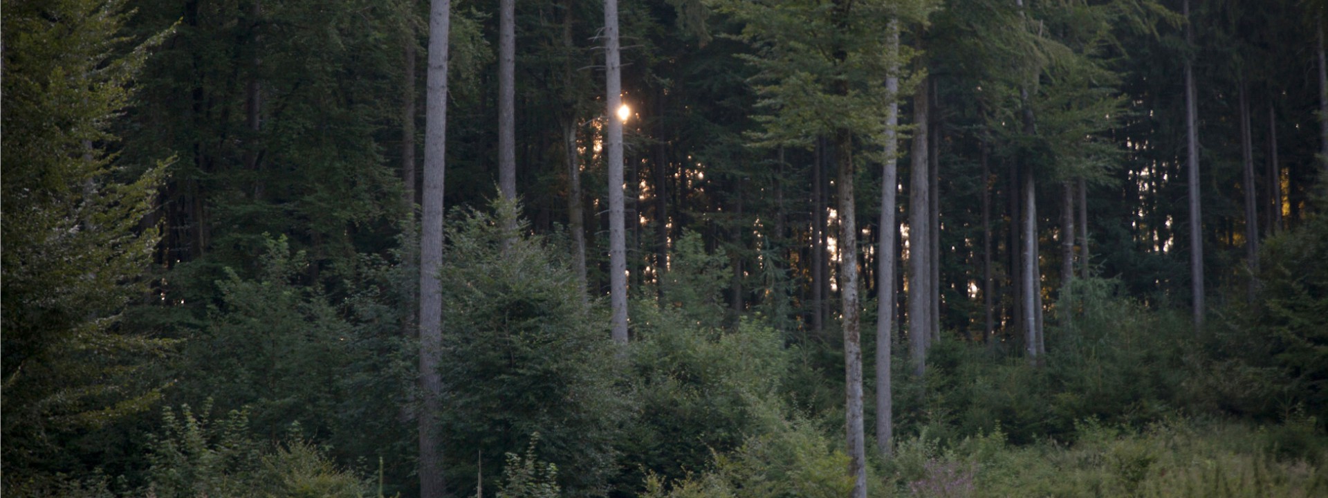 Buchen – und Fichten - Naturverjüngung