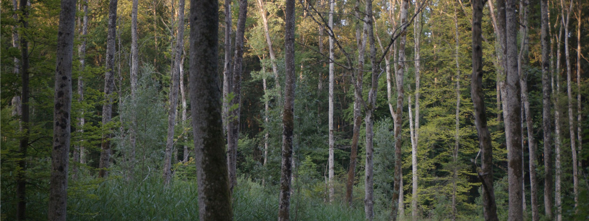 Laub-Mischwald