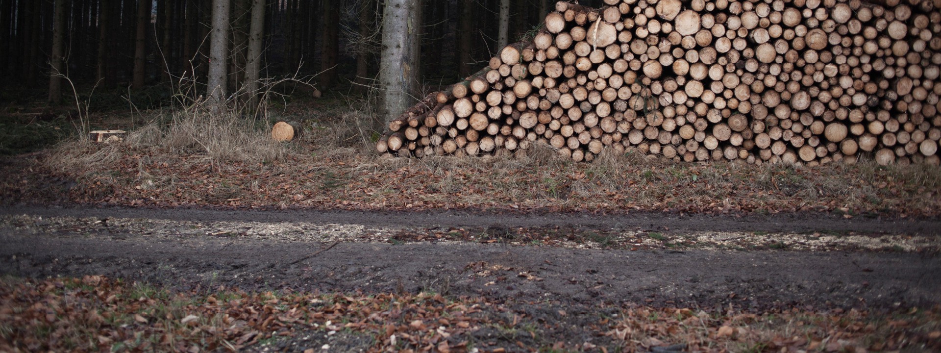 Noch nicht vermessenes Holzpolter