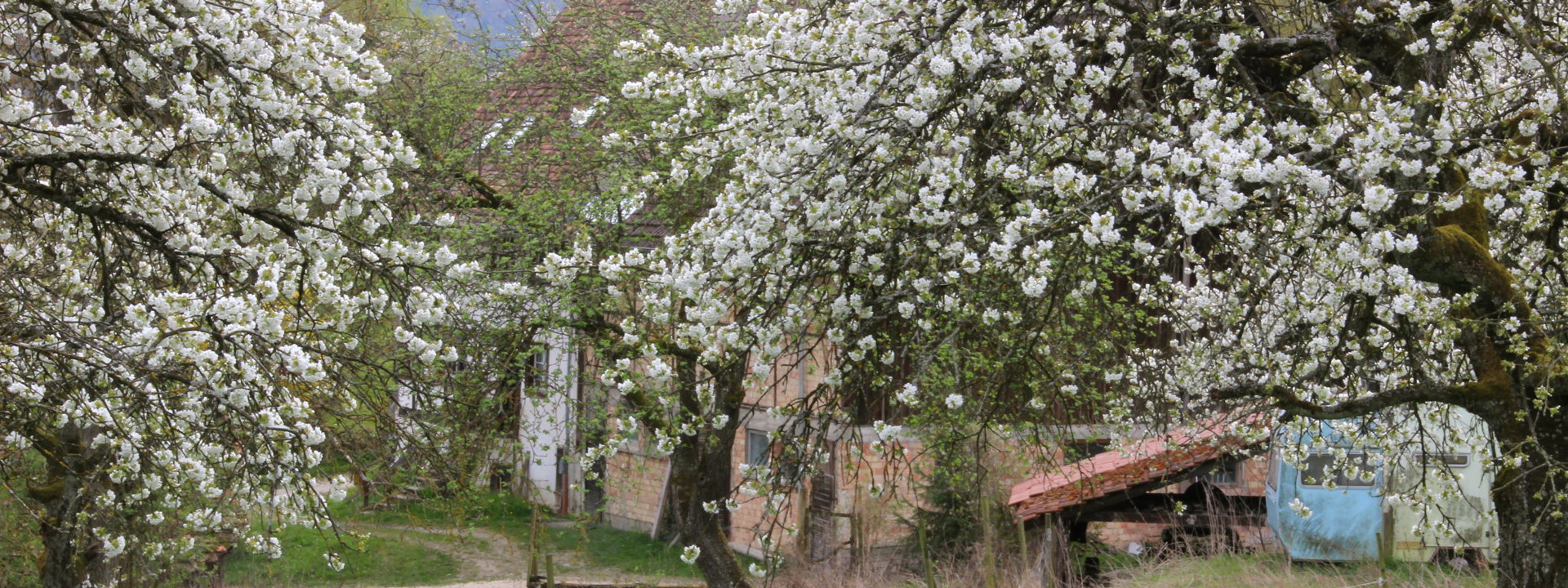 Frühling am Spittelsberg